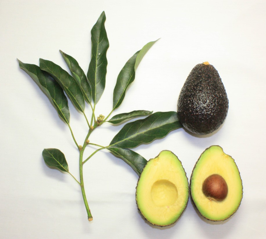 Branch_and_fruit_of_the_Maluma_avocado_cultivar